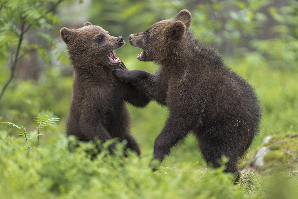 bear cub play